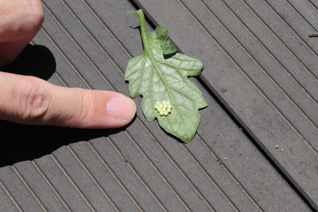ミニトマトの葉裏に虫の卵