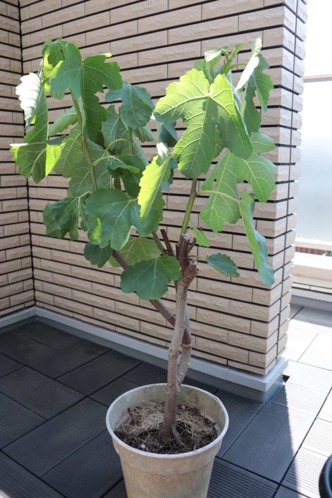 水切れした姿