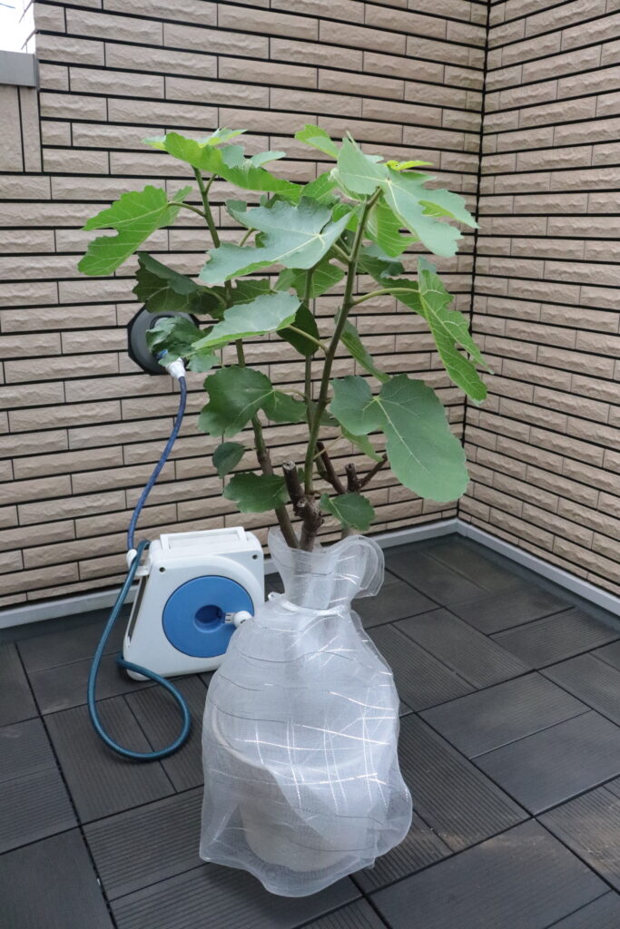 1か月成長したいちじく
