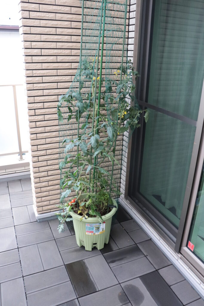 強い日差し対策後